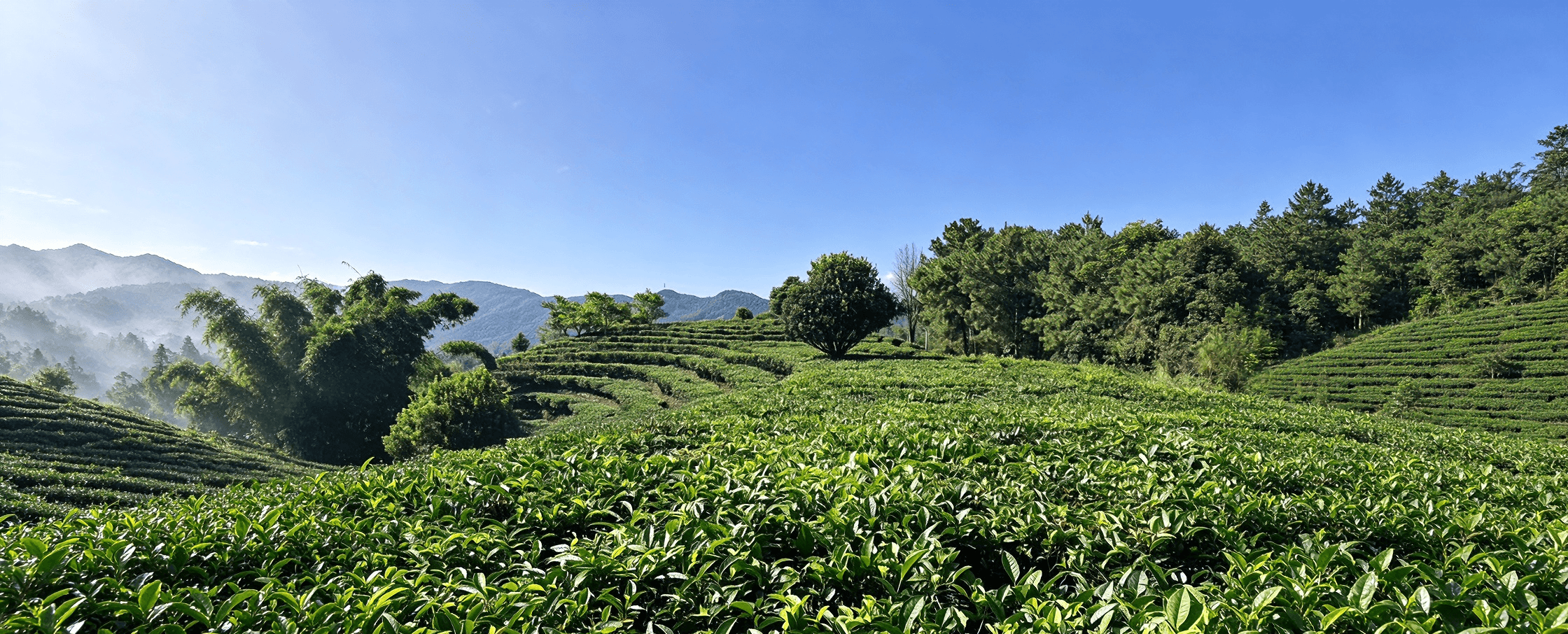 云南生态农家茶山